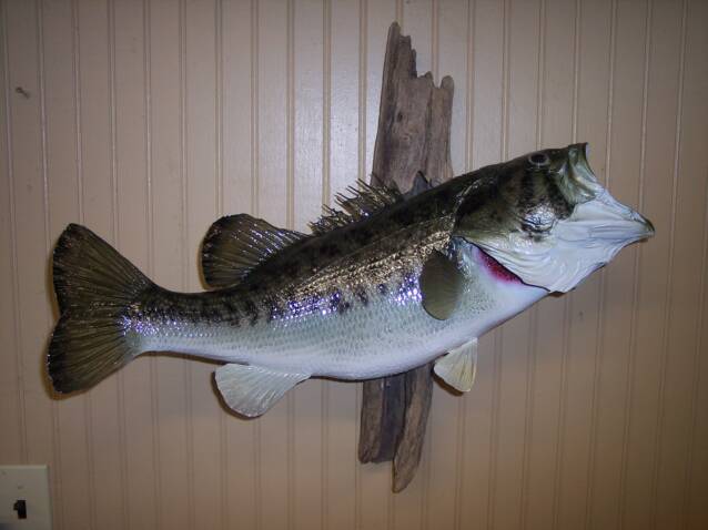 Large mouth bass Mounted 2009