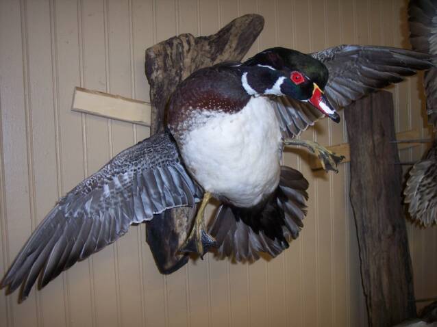 Wood Duck Mounted 2009